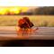 Small orange gift bag with dried herbs sits on a rustic wooden table at sunset, with a blurred field and warm yellow sky in the background.